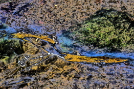 Herbstlicht im Fluss